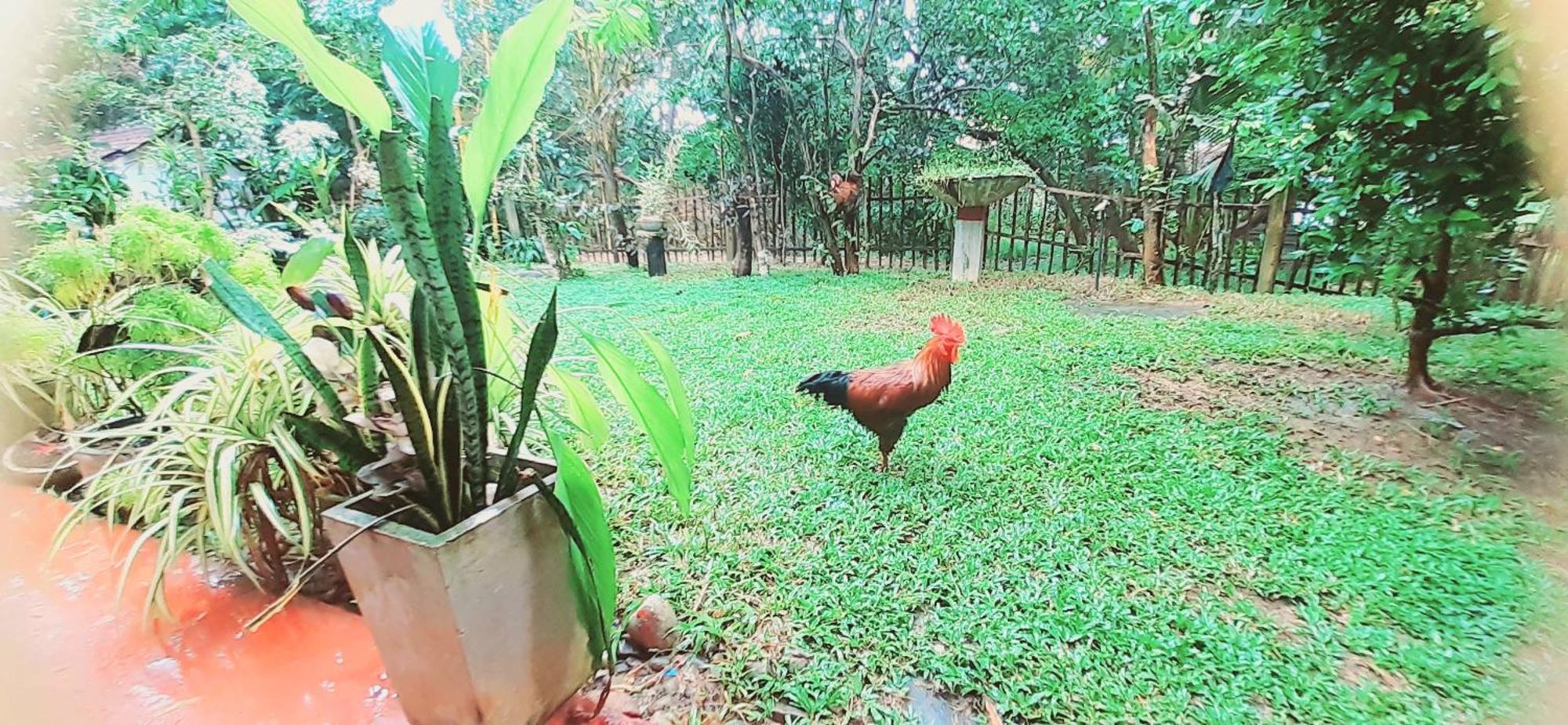 Bamboo Home Stay Hiriketiya Dickwella Exterior photo